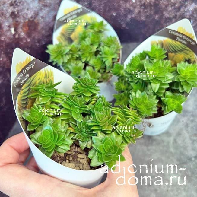 Растение Crassula ESTAGNOL Крассула Эстагнол Толстянка 2