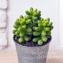 Растение ⌀ 7 Sedum HERNANDEZII (Седум, Очиток)