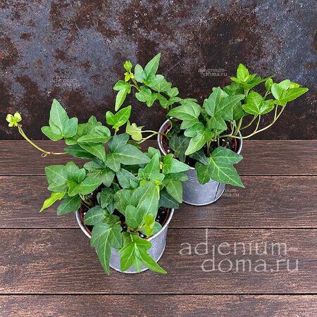 Растение ⌀ 6 Hedera HELIX (Хедера, Плющ)