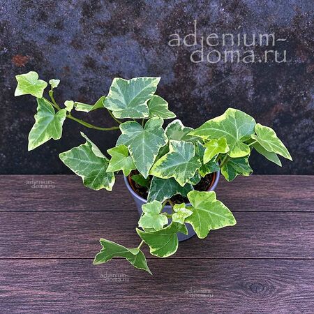 Растение ⌀ 6 Hedera HELIX 'GOLD CHILD' (Хедера, Плющ)
