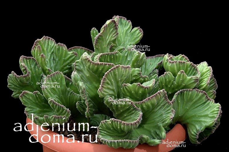 Растение Stapelia LEENDERTZIAE cristata Стапелия Лиэндерзи кристатная 1