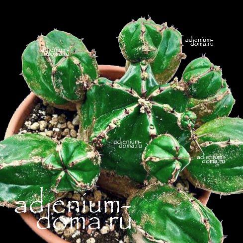 Растение Euphorbia HANDIENSIS Молочай Хандия Эуфорбия Хандиенсис хандийская 2