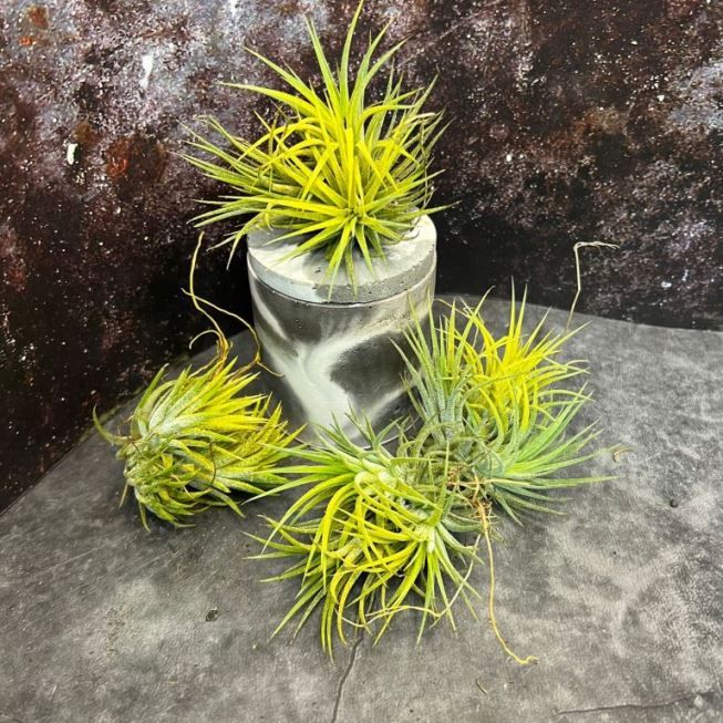 Растение Tillandsia IONANTHA OCHER Тилландсия фиалкоцветковая охра 3