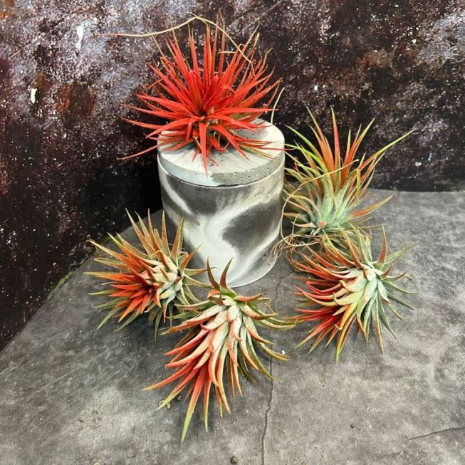 Растение Tillandsia IONANTHA FIRE Тилландсия фиалкоцветковая 1