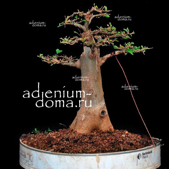 Adansonia GRANDIDIERI Адансония Грандидье Баобаб 1