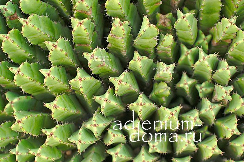 Euphorbia RESINIFERA Молочай смолоносный Эуфорбия Ресинифера 3