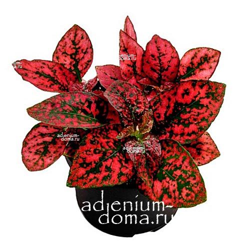 Hypoestes PHYLLOSTACHYA RED MARBLE Гипоэстес Красный мрамор Гипоестес Филлостахия Рэд Марбл 3