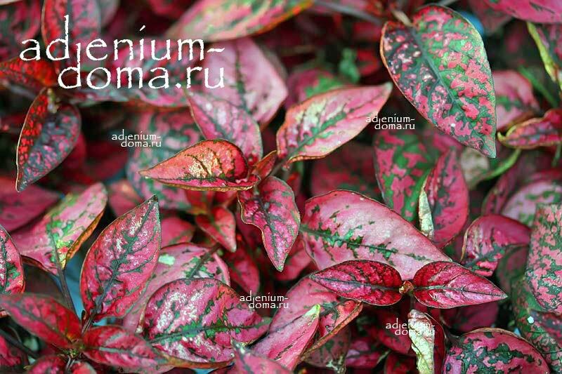 Hypoestes PHYLLOSTACHYA RED MARBLE Гипоэстес Красный мрамор Гипоестес Филлостахия Рэд Марбл 1