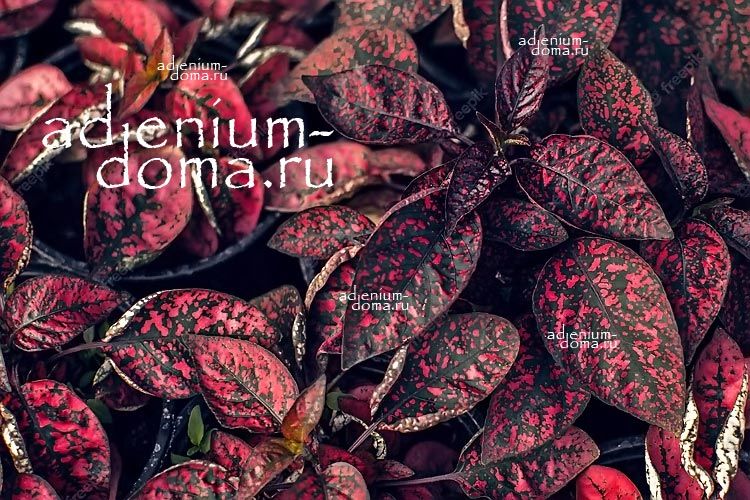 Hypoestes PHYLLOSTACHYA RED WINE Гипоэстес листоколосковый Красное вино Гипоестес Филлостахия Рэд Вайн 3