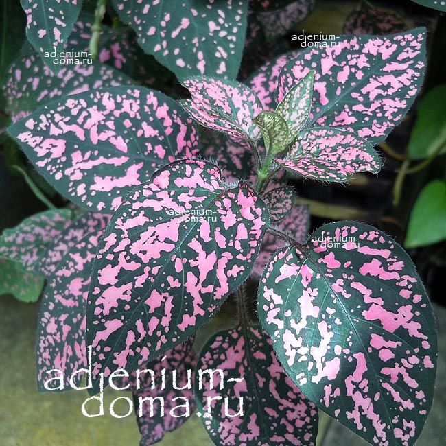 Hypoestes PHYLLOSTACHYA PINK POLKA Гипоэстес листоколосковый Розовый горошек Гипоестес Филлостахия Пинк Полка 1