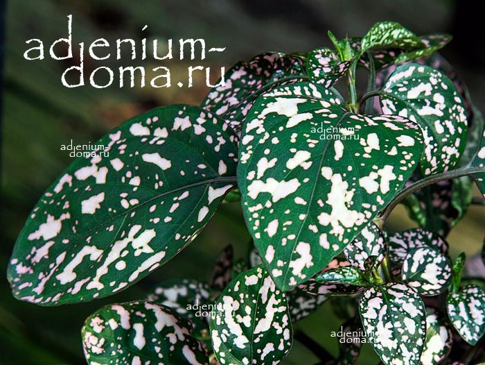 Hypoestes PHYLLOSTACHYA PINK POLKA Гипоэстес листоколосковый Розовый горошек Гипоестес Филлостахия Пинк Полка 3