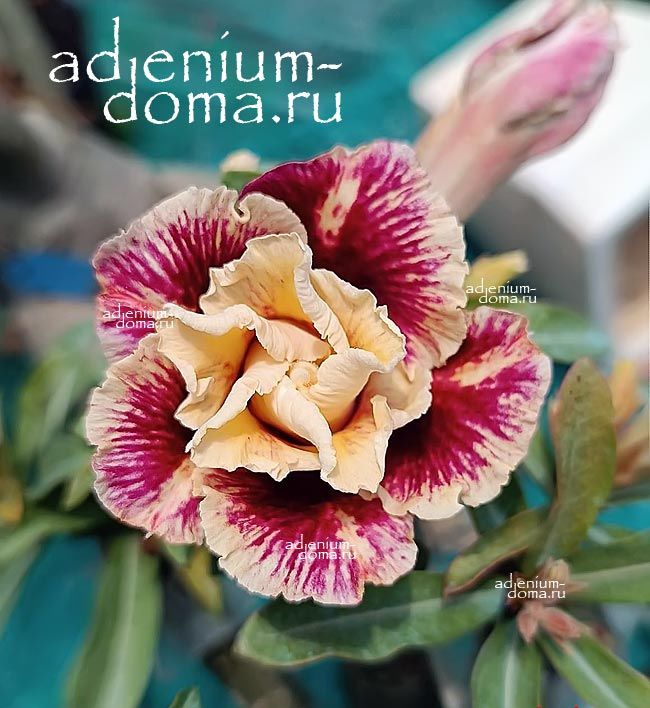 Adenium Obesum Double GORR