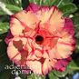 Adenium Obesum Triple Flower PURPLE GOLD 4