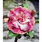 Adenium Obesum Triple Flower TC-04 4