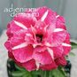 Adenium Obesum Triple Flower TC-08 4