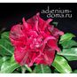 Adenium Obesum Triple Flower FRIDA 4