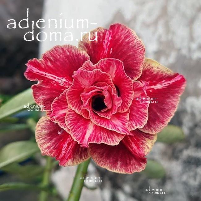 Adenium Obesum Double TC-09