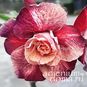 Adenium Obesum Double Flower TC-13 4
