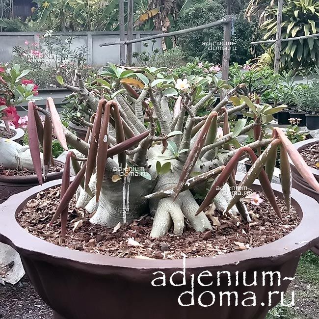 Adenium Arabicum KING POPEYE