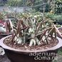 Adenium Arabicum KING POPEYE 4
