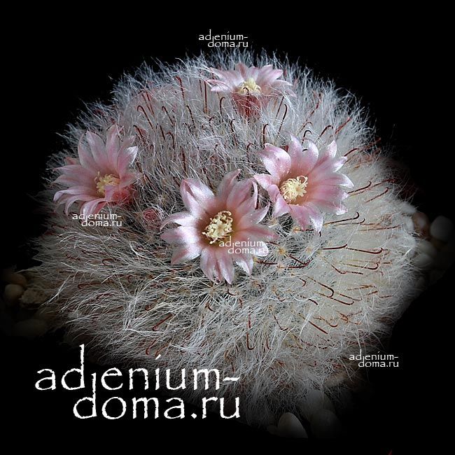 Mammillaria BOCASANA ROSEIFLORA Маммилярия Бокасана розовоцветковая бокасанская бокасская 3
