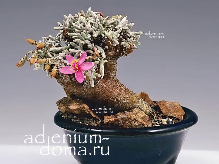 Avonia QUINARIA Anacampseros Авония Квинария Анакампсерос 1