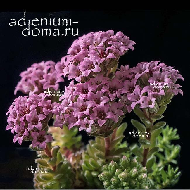 Prometheum PILOSUM Rosularia Sedum Прометеум волосистый Очиток Розеточница 2