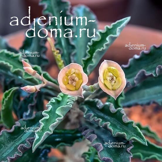 Euphorbia CAPSAINTEMARIENSIS Молочай капсантемарийский Эуфорбия Капсантемаренсис 2