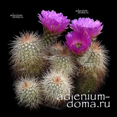 Echinocereus REICHENBACHII 'BAILEYI' ():  3  c