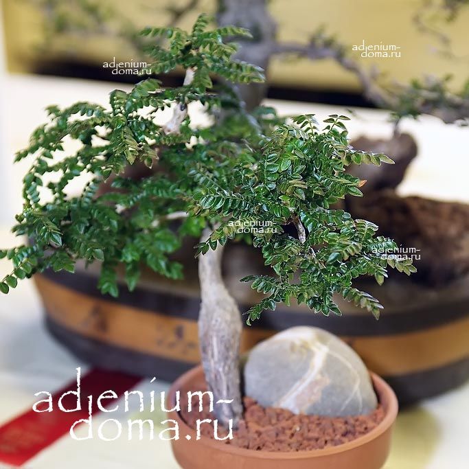 Operculicarya BOREALIS Оперкуликария Бореалис северная 2