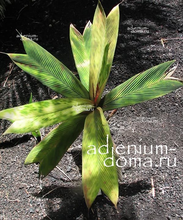 Geonoma EPETIOLATA Геонома Эпетиолата Витражная пальма 3