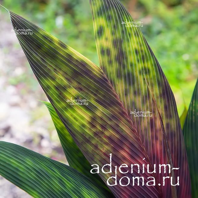 Geonoma EPETIOLATA Геонома Эпетиолата Витражная пальма 1