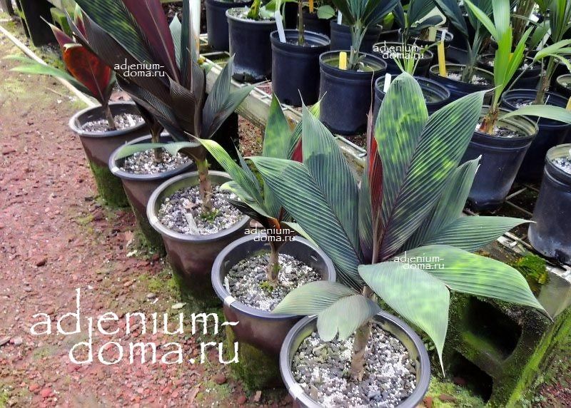 Geonoma EPETIOLATA Геонома Эпетиолата Витражная пальма 2