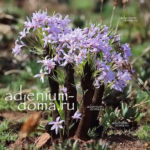 Xerophyta RETINERVIS Vellozia Ксерофита Ретинервис Веллозия 2