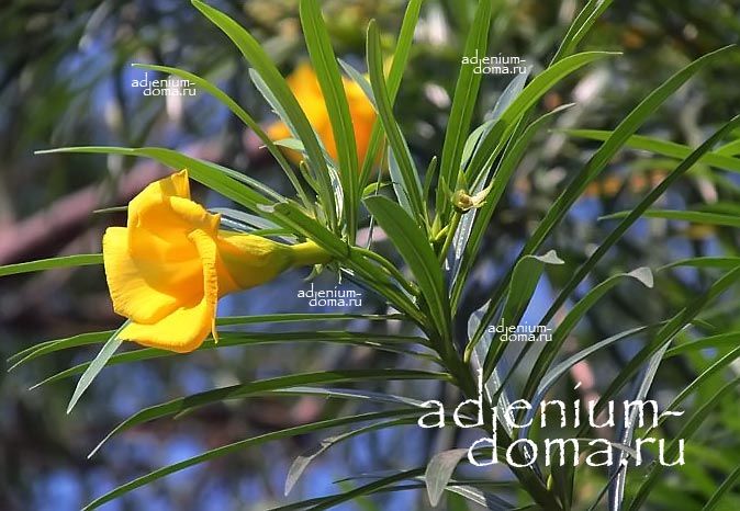 Cascabela THEVETIA PERUVIANA Тевеция перуанская Желтый олеандр Каскабела Теветия 2