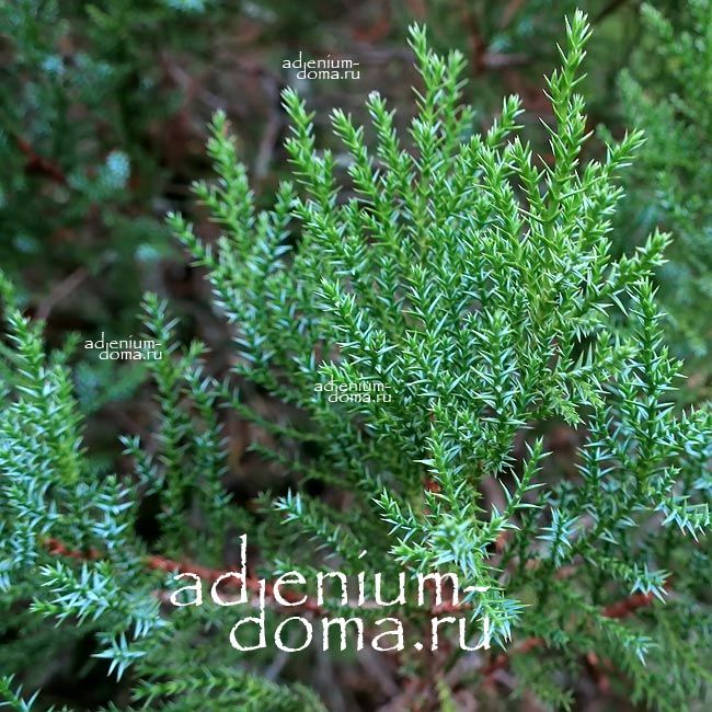 Juniperus FOETIDISSIMA PHOENICEA Можжевельник красноплодный вонючий 2