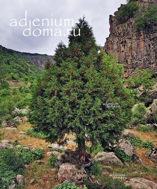 Juniperus FOETIDISSIMA PHOENICEA Можжевельник красноплодный вонючий 3