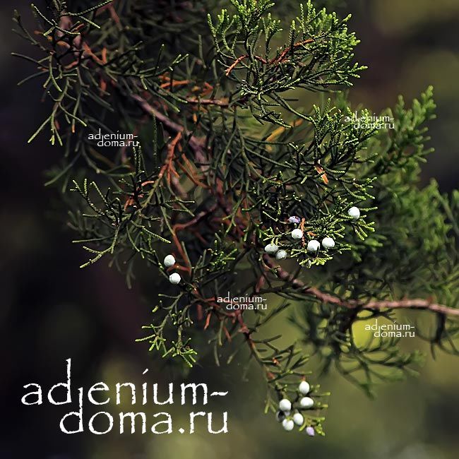 Juniperus VIRGINIANA Можжевельник виргинский 1