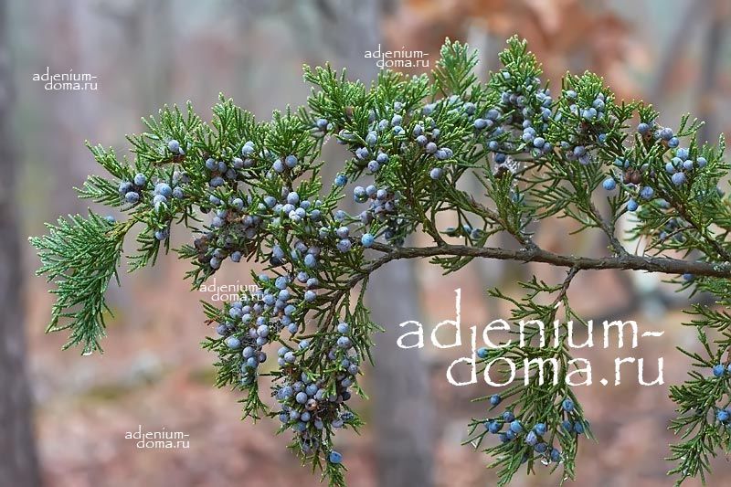 Juniperus VIRGINIANA Можжевельник виргинский 2