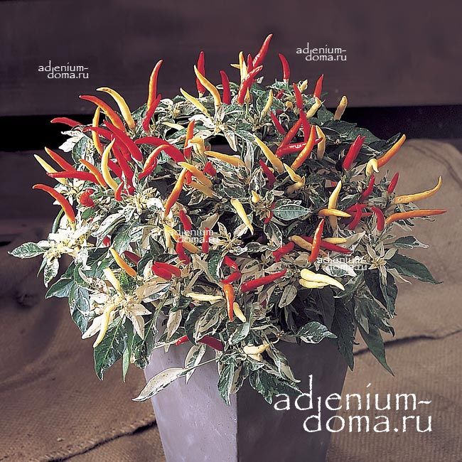 Capsicum VARIEGATED USHU Перец пестролистный Ушу вариегатный декоративный 3