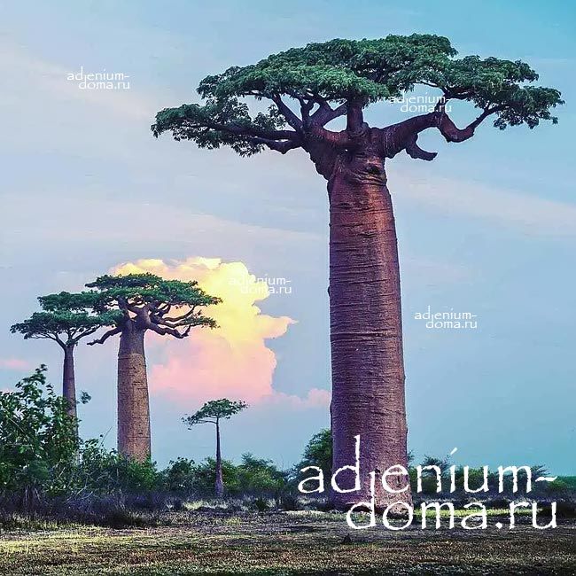 Adansonia PERRIERI Baobab Адансония Перье Баобаб 2
