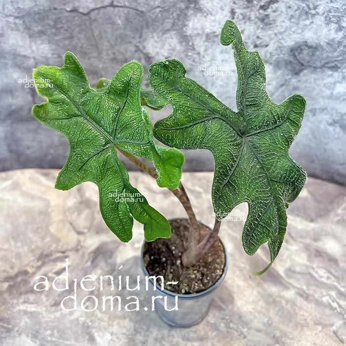 Растение Alocasia JACKLYN Алоказия Жаклин 1