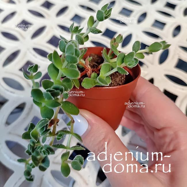Растение Crassula MIX I Толстянка микс 2