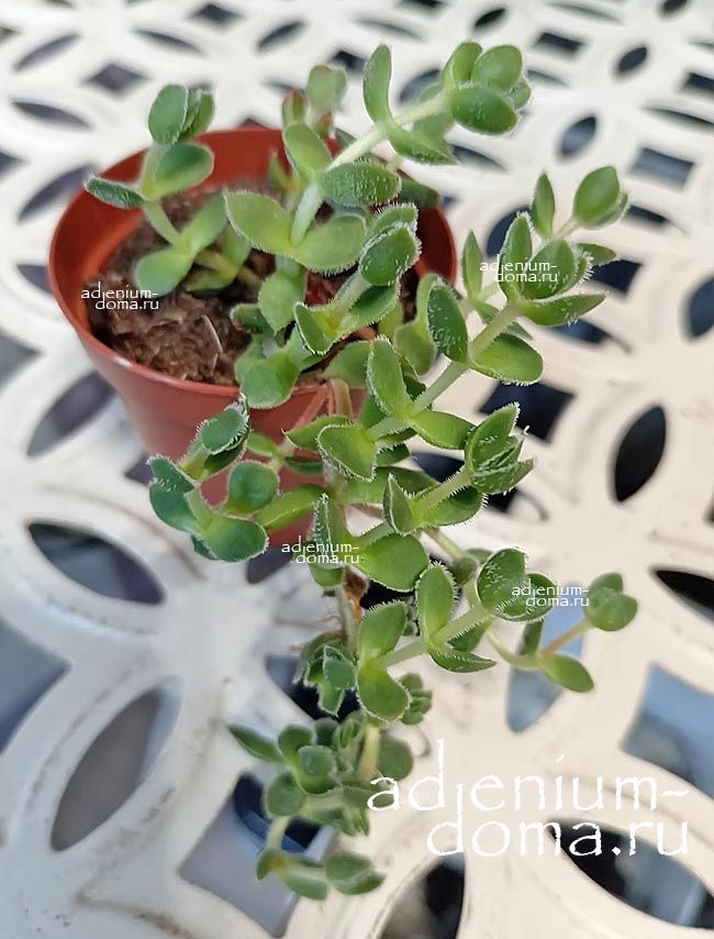 Растение Crassula MIX I Толстянка микс 3