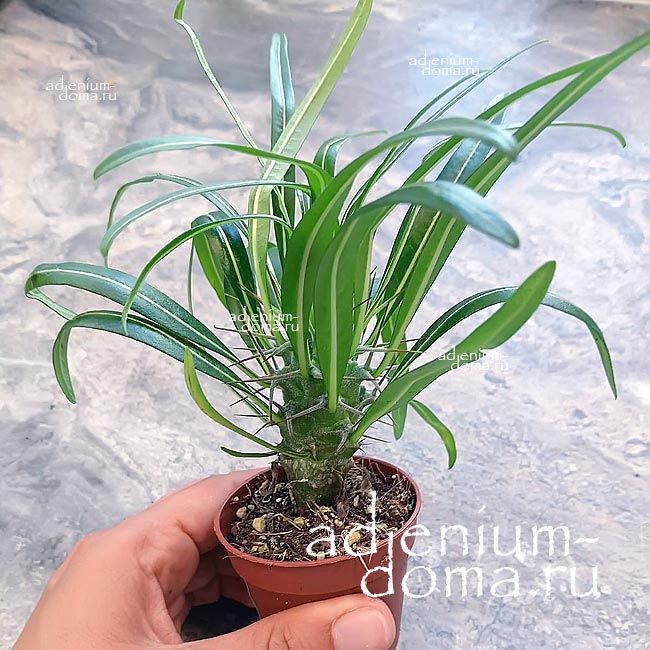 Растение Pachypodium GEAYI Пахиподиум Жайи 1