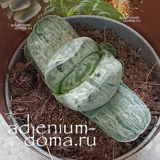 Растение Gasteria SAKURA FUJI WHITE variegata Гастерия Сакура Фудзи белая вариегатная 1