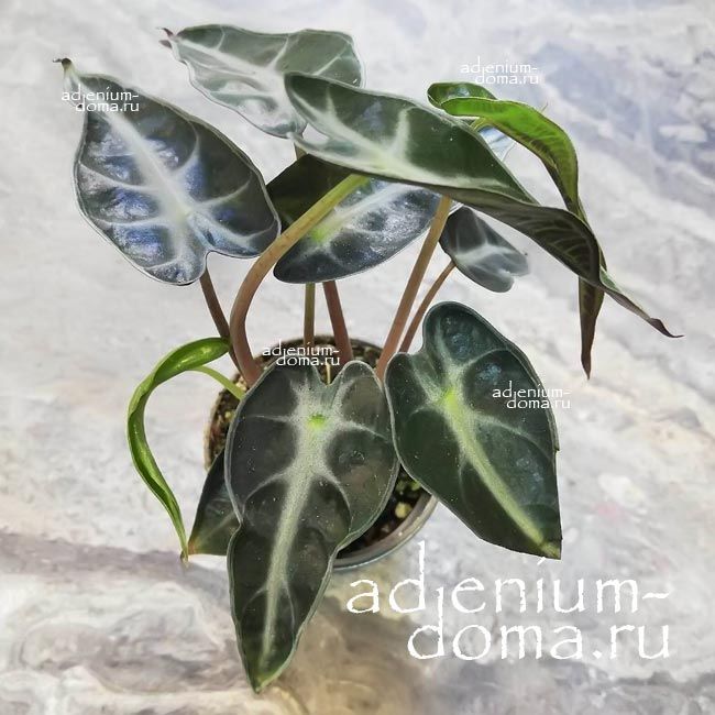 Растение Alocasia AMAZONICA DWARF Алоказия амазонская карликовая Амазоника Дворф 3