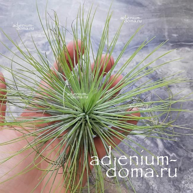 Растение Tillandsia ANDREANA Тилландсия Андре Андреана 3