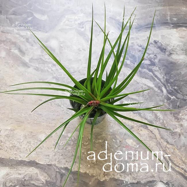 Растение Tillandsia MELANOCRATER TRICOLOR Тилландсия Меланократер Триколор трехцветная 3