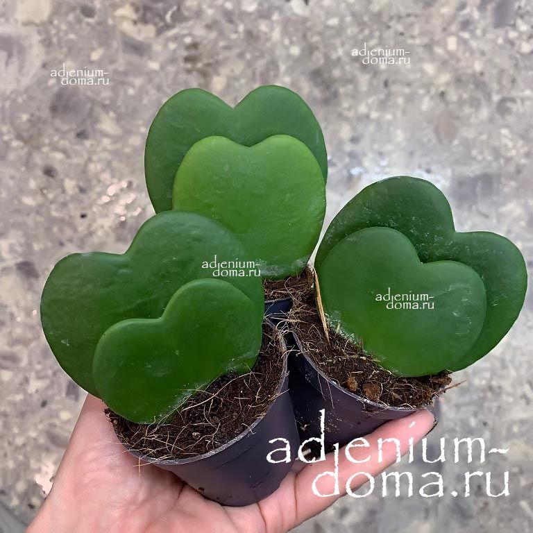 Растение Hoya KERRII Хойя Керри валентинка 1